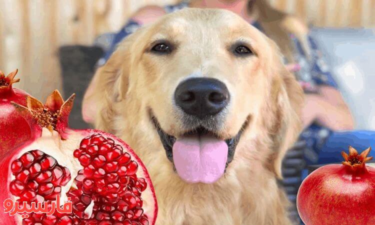 سگ چه میوه ای میخورد