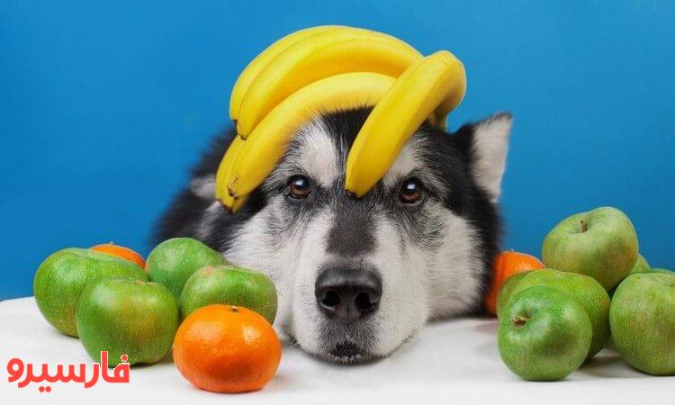 بهترین میوه های مفید و مناسب برای سگ