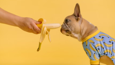میوه برای سگ ها