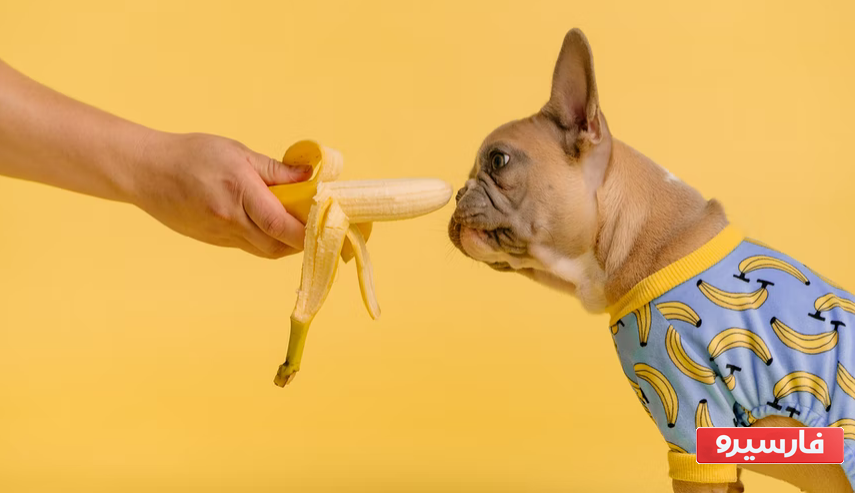 میوه برای سگ ها