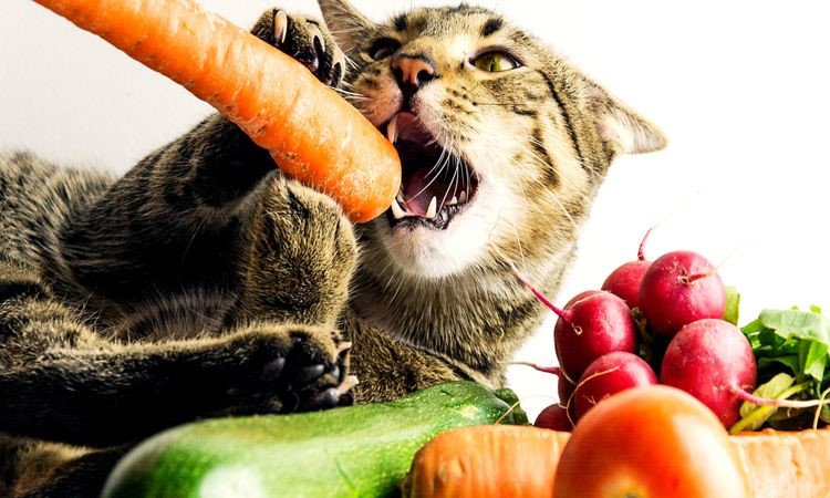 میوه برای گربه