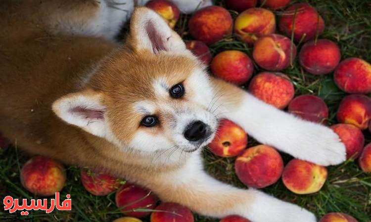 کدام میوه برای سگ خوب است