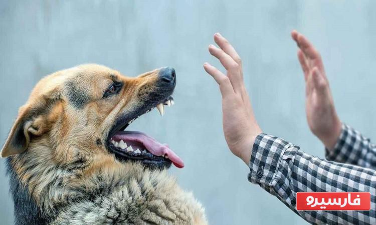 خواب سگ نشانه چیست