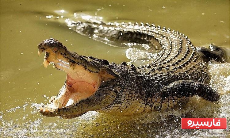 سنگین ترین حیوانات به ترتیب وزن