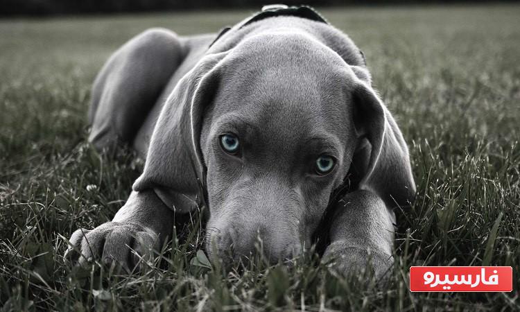 تعبير دیدن سگ در خواب