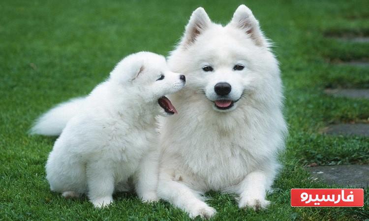 تعبیر دیدن سگ در خواب