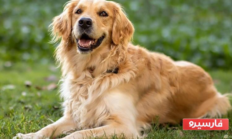 خواب سگ نشانه ی چیست