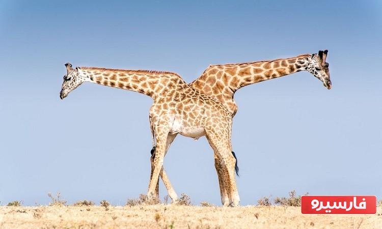 سنگین ترین حیوان جهان