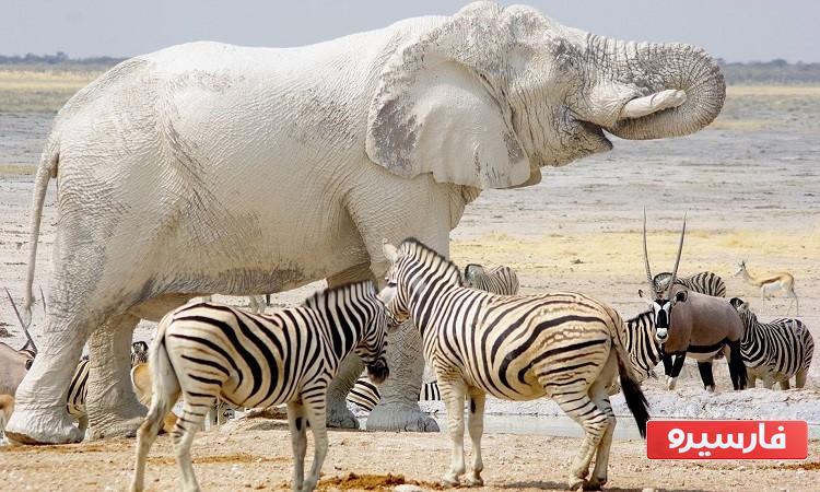 سنگین ترین جاندار جهان