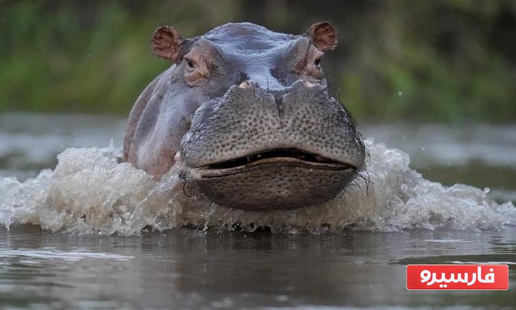 سنگین ترین حیوان دنیا