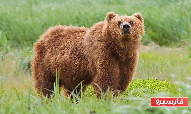 حیوانات سنگین وزن به ترتیب