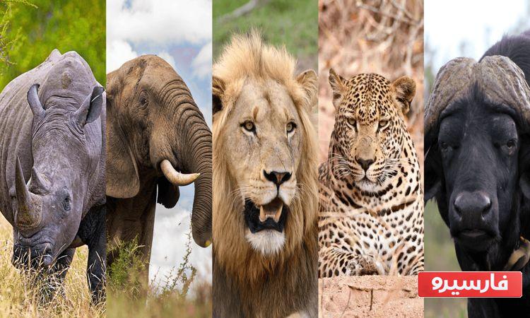 حیوان سنگین به ترتیب وزن