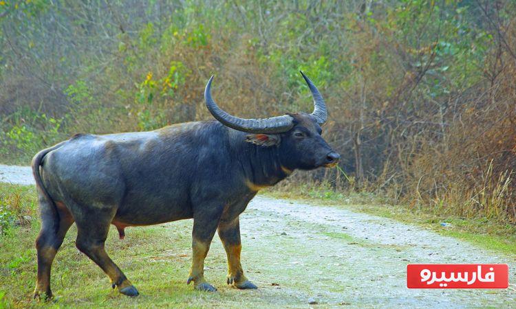 سنگین ترین حیوانات جهان