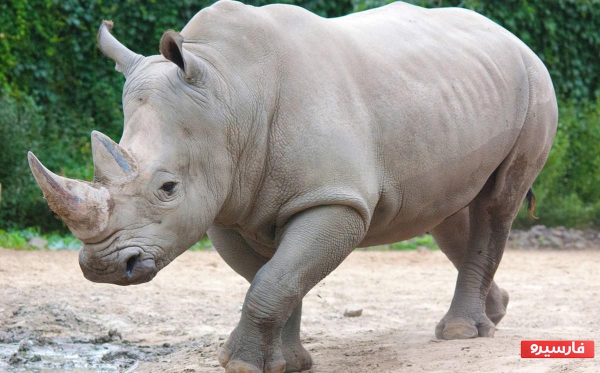 سنگین ترین حیوان روی زمین