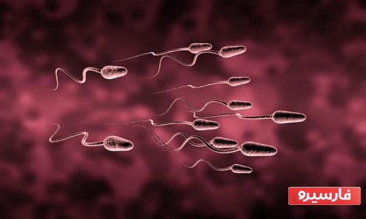 راه های افزایش تعداد و تقویت اسپرم