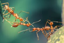 از بین بردن مورچه ها در خانه