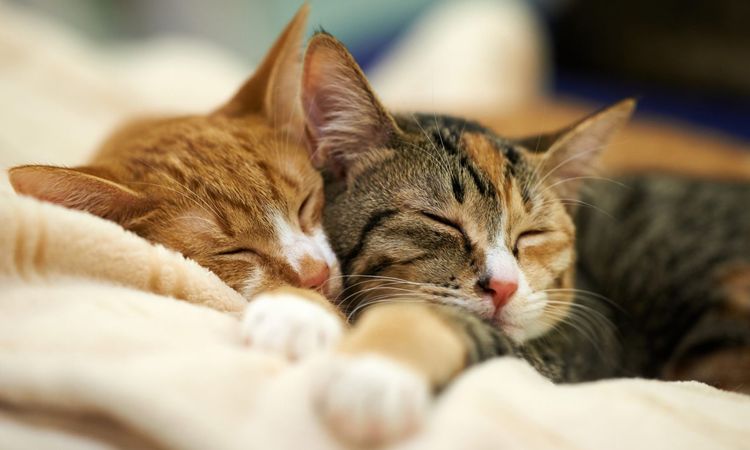 تعبیر خواب گربه: 16 نشانه دیدن گربه در خواب از سیاه تا سفید