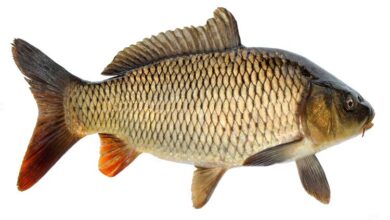 خواص ماهي کپور