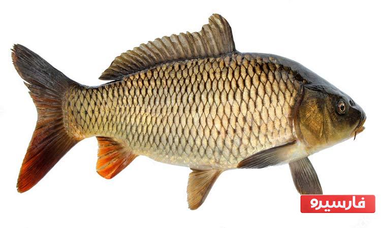 خواص ماهي کپور