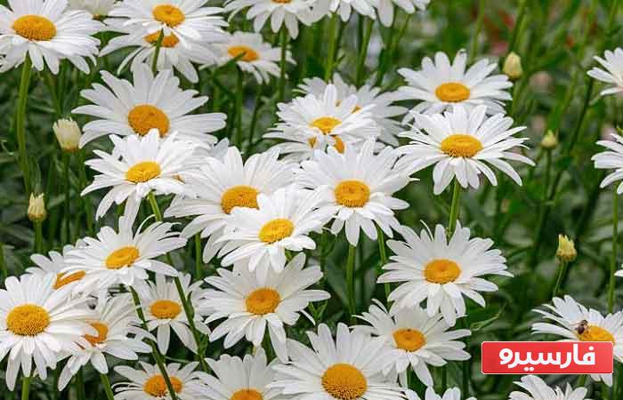 گل مینا برای درمان سردرد، نیش حشرات و سایر دردها