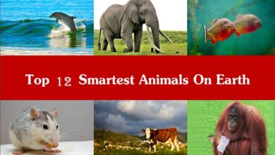 باهوش ترین حیوانات جهان