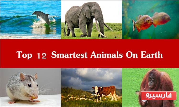 باهوش ترین حیوانات جهان