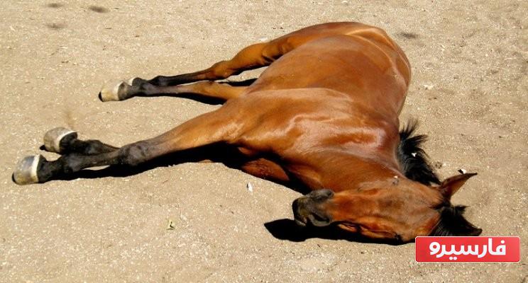 تعبیر خواب اسب مرده