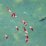 برندگان جوایز عکاسی مانگلوو اعلام شد