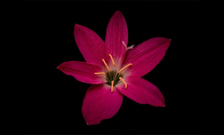 نشانه‌ هایی که می‌گویند لیلیوم آماده خواب است