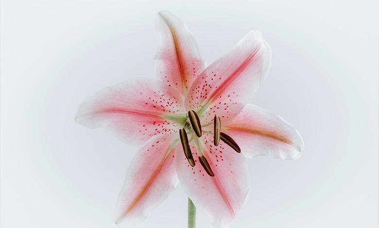 چرا لیلیوم‌ها به خواب می‌روند؟