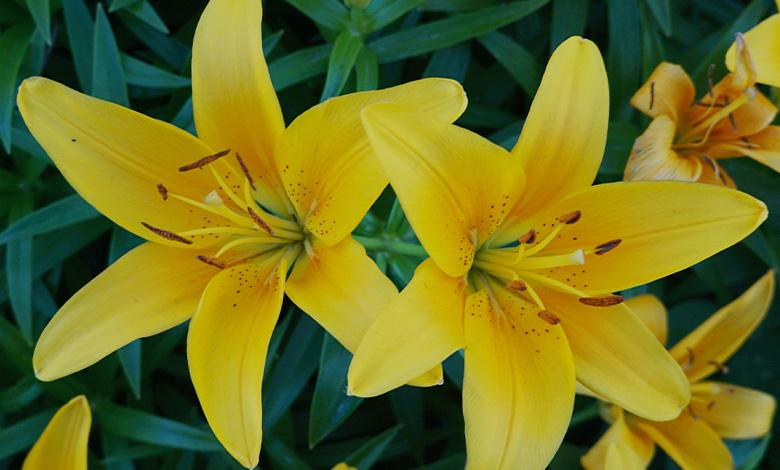 زمان بیدار باش: چگونه لیلیوم را برای بهار آماده کنیم؟