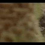 آنونس رسمی «احمد» رونمایی شد