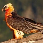 «هما» در فرهنگ ایران چه نقشی دارد؟