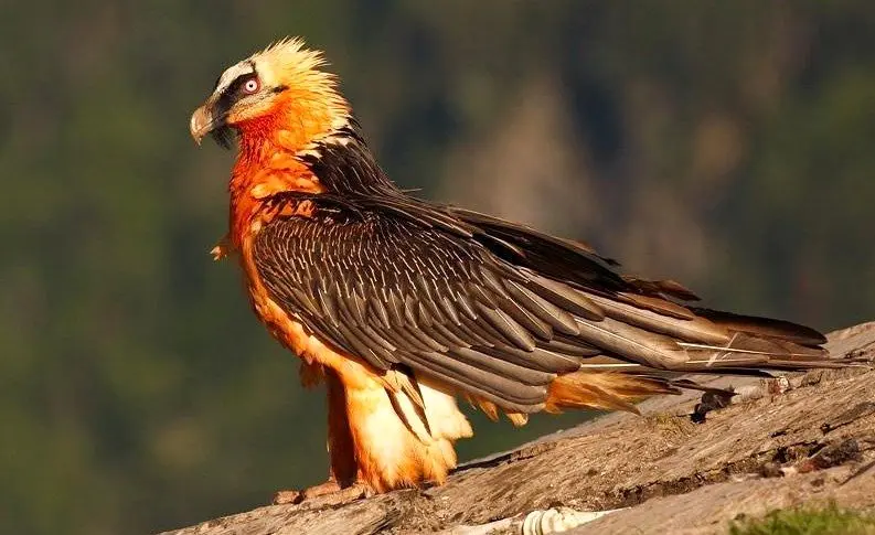 «هما» در فرهنگ ایران چه نقشی دارد؟