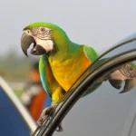 راهنمای خرید قفس مسافرتی پرنده: نکات کلیدی برای سفر ایمن و راحت